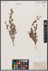 Foto von Salix aurita L. x Salix repens L.